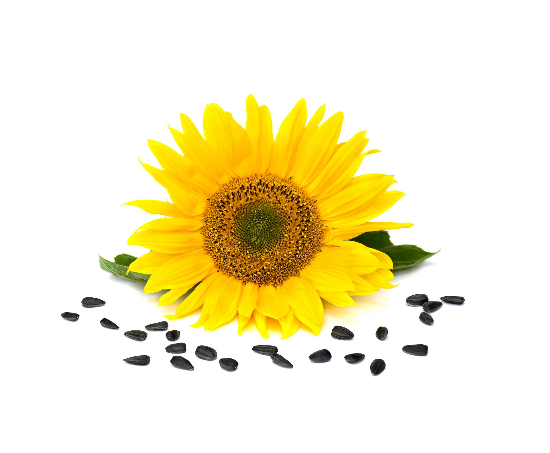 OZiva Plant Based Natural Vitamin E Capsules for Face & Hair with Sunflower oil, Aloe vera oil ,Argan oil, Vegan &Natural Vitamin E for Glowing Skin & Stronger Hair (Vitamin E, Pack of 1, 30 Capsules)