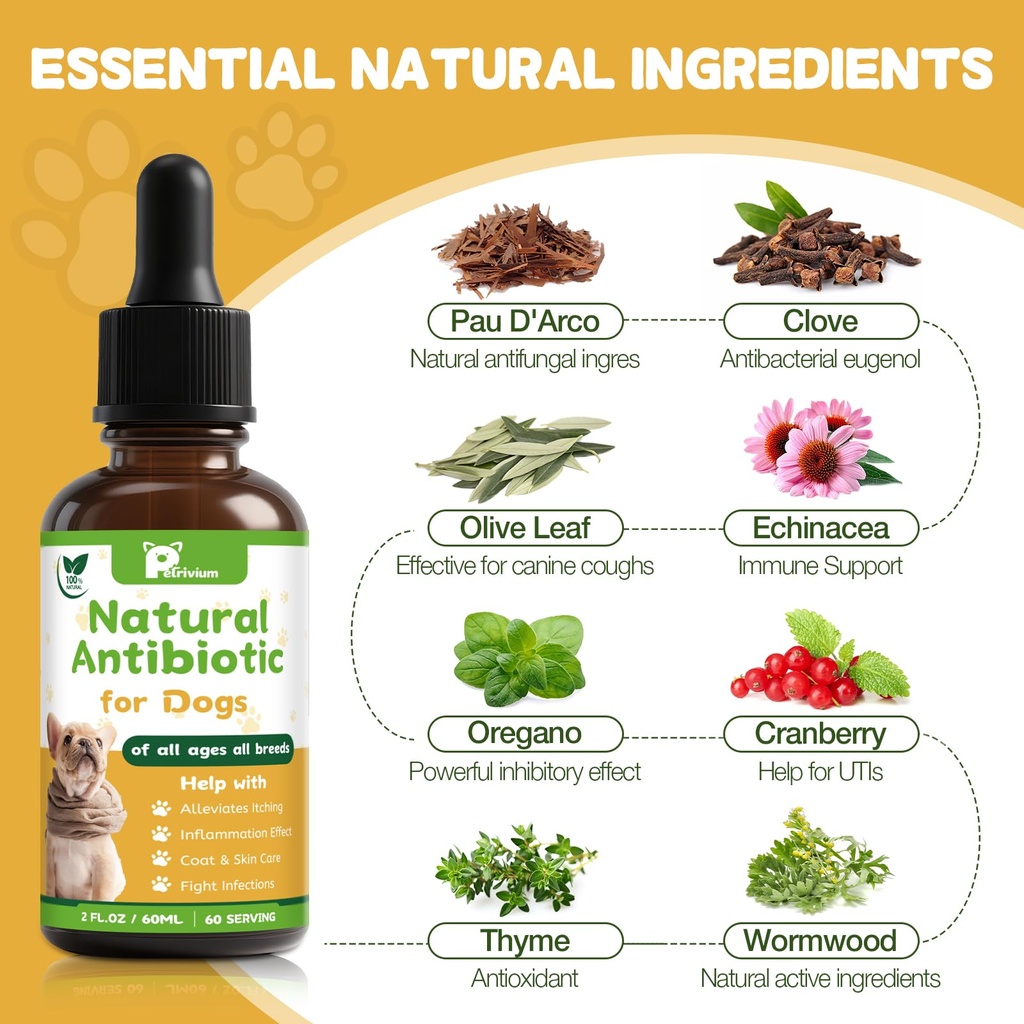 dogs-antibiotics-for-infection-coughs-ut-4.jpg