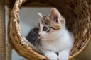 i-love-my-pets-llc-cat-immune-booster-tr-4.jpg