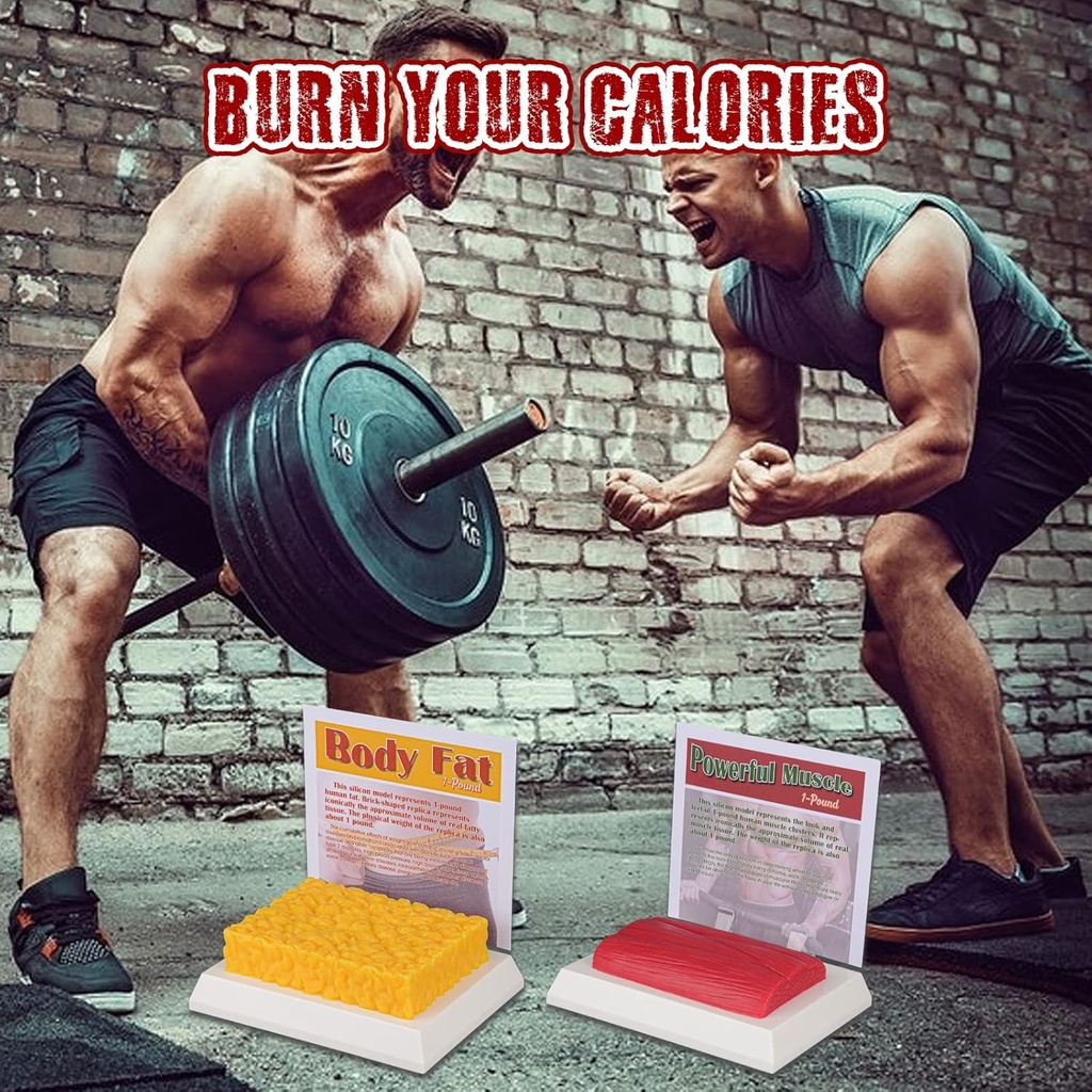 simcoach-human-body-fat-muscle-replica-1-5.jpg
