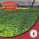 dairyland-american-ginseng-slices---16-o-6.jpg