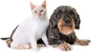 cat-uti-support---pets-urinary-health-co-3.jpg