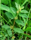 tna-herbal-fresh-amman-pacharisi-powder--4.jpg