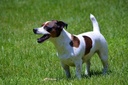 dog-digestive-probiotics-restore---probi-4.jpg