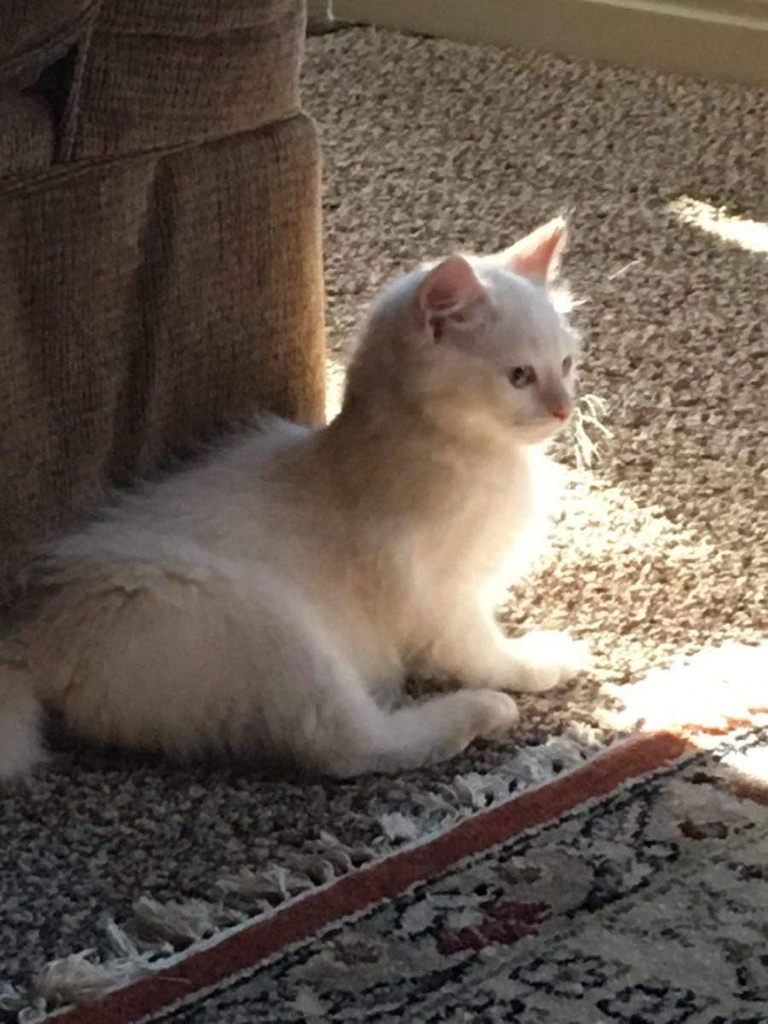 i-love-my-pets-llc-cat-heart-health---ca-3.jpg