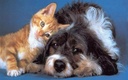 i-love-my-pets-llc-older-cat-supplements-3.jpg