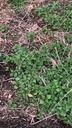 organic-stinging-nettle-plant-urtica-dio-3.jpg