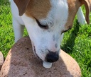 essential-pet-bladder-support-for-normal-3.jpg